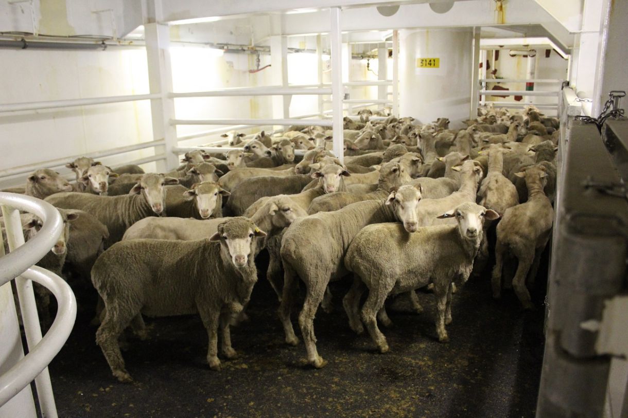 live sheep export