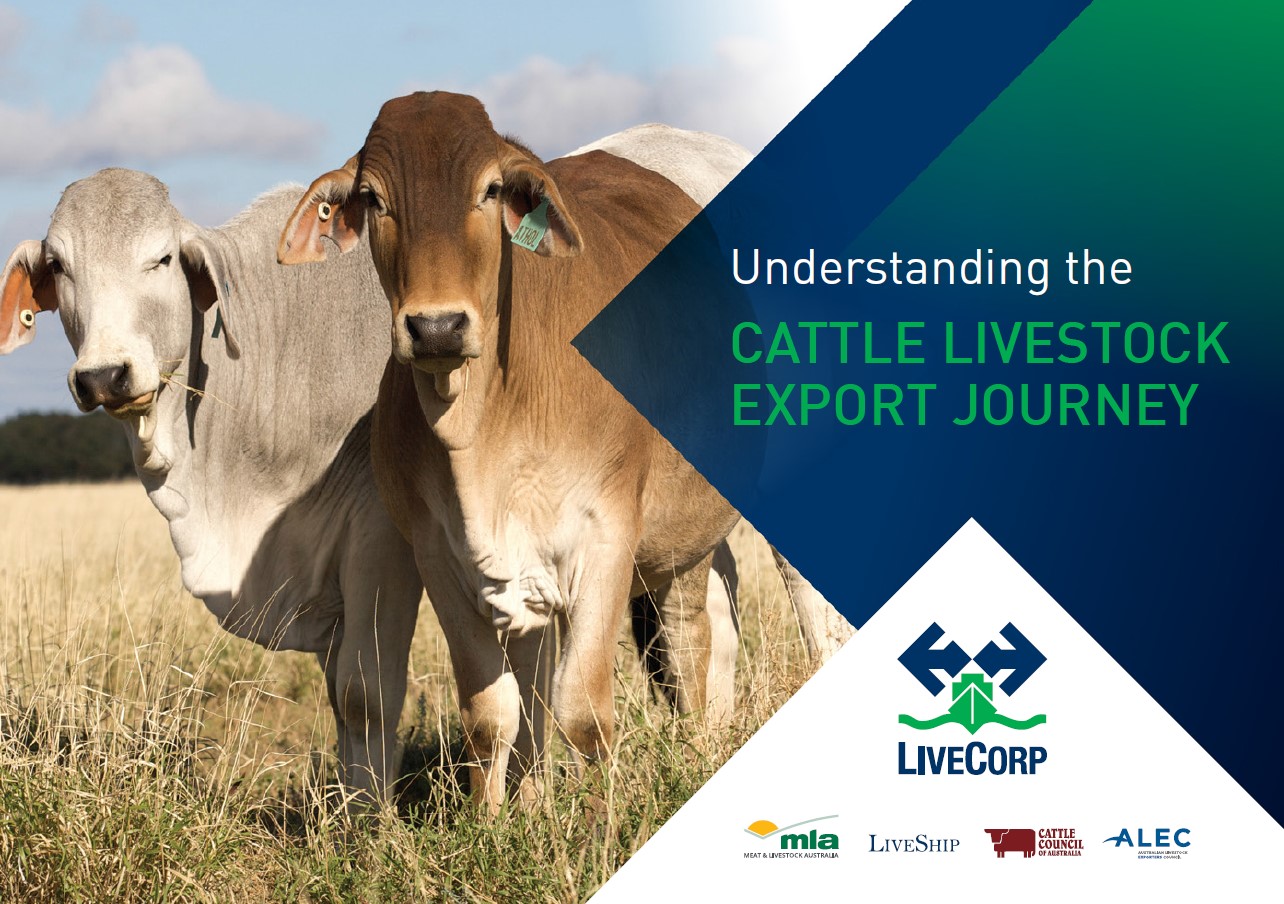 Understanding the cattle livestock export journey