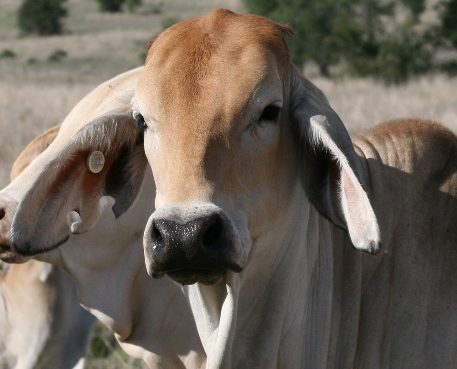 Live Export Resources