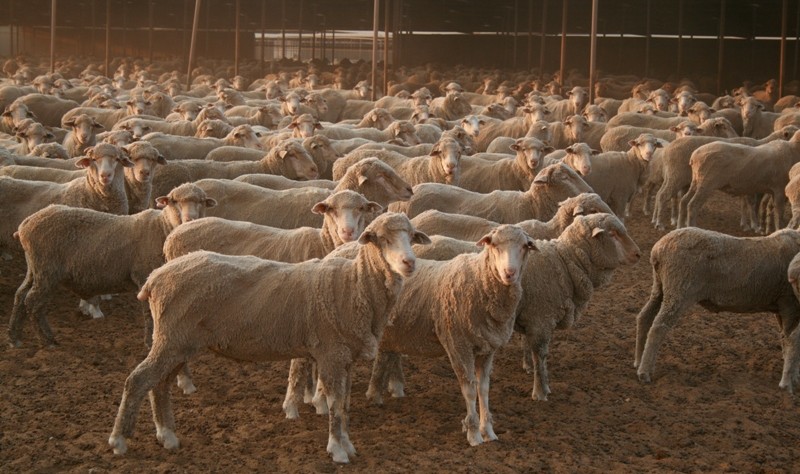The lesson from the live sheep transition mess - By Mark Harvey-Sutton