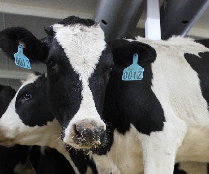 Australian dairy farmers in the box seat as global heifer demand grows